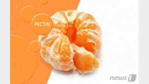 “귤 속 ‘펙틴’ 꾸준히 먹으면 방광암 치료에 효과”