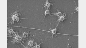DCO보고서 “지구 땅 속 깊은 곳에 엄청난 규모의 생명체 존재”