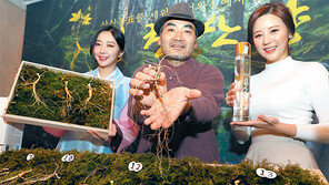 야생 산삼처럼 자란 평창산양삼