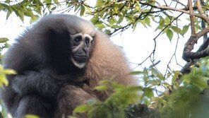 WWF, 동남아 밀림서 새로운 157개 종 발견…이미 멸종위기