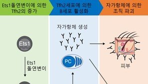 국내 연구진, 난치성 면역질환 ‘루푸스’ 발병 원인 찾았다