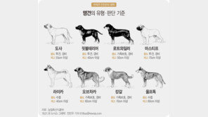 14세 넘어야 맹견 동반 외출 가능…목줄 미착용땐 300만원 과태료