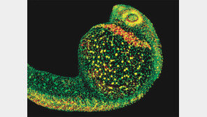 배아 발생과정을 동영상처럼 보는 기술, 올 최고 과학 성과