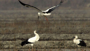 야생복원 황새, 전국서 44마리 관찰