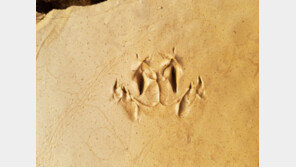 진주혁신도시서 세계최고 개구리 발자국 화석 발견