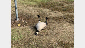 약물 과다 복용한 거위·갈매기 美 공원에서 기절