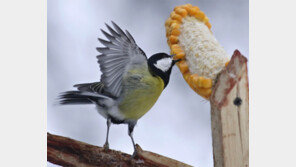 [고양이 눈]만찬