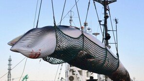 日상업포경 재개 결정에 국제적 비난 쇄도…호주·뉴질랜드 성명