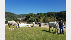 소방관 트라우마 치유하는 ‘재활·힐링 승마’