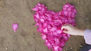 [고양이 눈]동백, 너 벌써 왔니?