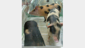 식량자원부터 장기이식 연구까지… 과학자는 돼지를 사랑해∼