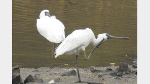 한강청, 야생조류 실태조사…멸종위기종 13종 확인