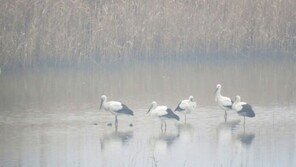 고창서 천연기념물 ‘황새‘ 관찰…자연생태 보존 결실