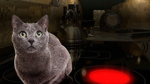 길고양이 밥그릇에 농약을…경찰, 60대 남성 붙잡아 조사 중