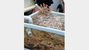 [고양이 눈]빠삐용