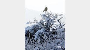 [고양이 눈]외롭지 않아요