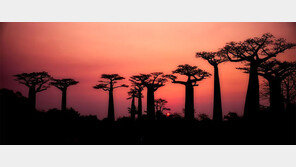 누가 아프리카 바오바브나무를 죽였나