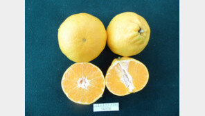 황금향·레드향 교잡해 가을에 먹는 감귤 ‘가을향’ 탄생