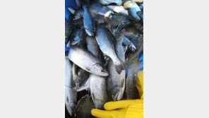 화천산천어축제 개막 첫날, 물고기 42t 풀린다