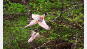 ‘꿩 잡으려다…’ 도로서 민가 향해 엽총 쏜 남여 검거