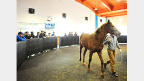 [경마 단신] 말 생산 농가에 경매유통 장려금 지급 外