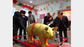 “황금돼지 보고 가세요”