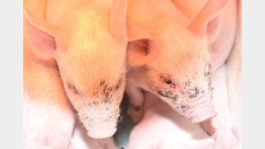 돈을 부른다? 돼지는 최고의 ‘기상 예보관’