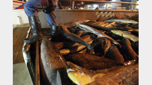 ‘해산물 알레르기’ 美 11세 소년, 생선구이 연기 탓 사망