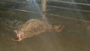 유기견의 복수…충북 옥천서 닭·토끼 40여마리 물어 죽여