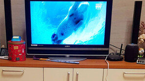 [고양이 눈]견(犬)문 넓히는 중?