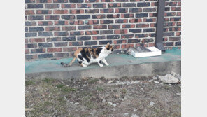 여주서 길냥이 의문의 떼죽음…‘독극물 의심’ 경찰 수사 착수