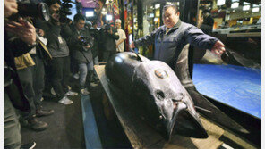 올해 첫 日 참치 경매… 역대 최고 34억원 낙찰