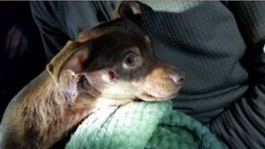 너무 공격적?…치와와 머리에 총 쏜 경찰