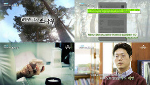 적송, 안티에이징 성분도 품어… 채널A 특별기획 ‘6천년의 유산, 소나무’ 화제