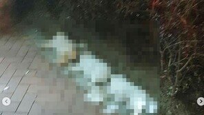 고층 오피스텔서 강아지 3마리 ‘휙’…신고자 “갑자기 ‘쿵’ 소리 들려”