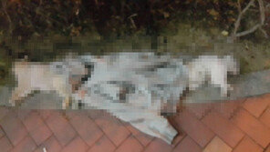 오피스텔서 포메라니안 강아지 3마리 던진 20대 견주 검거