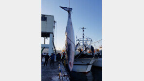 바다의 로또 ‘밍크고래’ 동해서 잇따라 그물 걸려