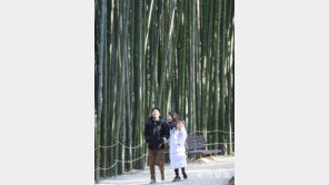 대나무 숲에서 느끼는 겨울 정취