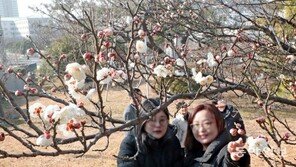 서울 9일 아침 영하 10도… 남녘엔 때 이른 매화