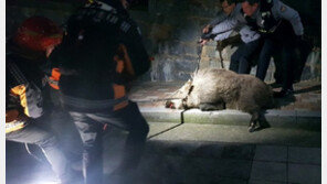 부산도심에 나타난 대형 멧돼지 1시간 추격 끝에 생포