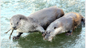 [청계천 옆 사진관] “여보 미안해, 이건 내 거”…빵 터지는 동물 사진들
