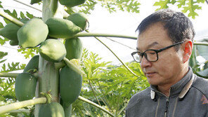 파파야 시험재배 성공