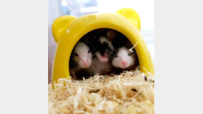 [고양이 눈]삼형제