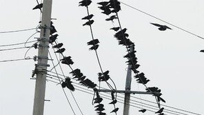 전깃줄 점령한 까마귀 떼