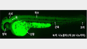 초미세플라스틱 체내 복합독성 밝혀…생명硏, 동물시험 통해 규명
