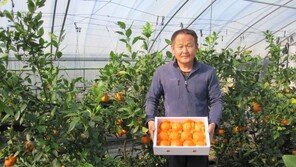 경남 진주에서 아열대 과수 ‘레드향’ 첫 재배…본격 출하