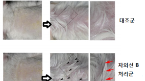 면역거부없이 타인 모발인식…국내 연구진, 방법 찾았다