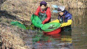 얼음장 밑에서 자란 청정 민물새우 ‘토하’