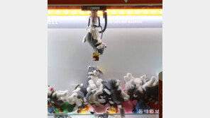 [고양이 눈]친구들, 안녕