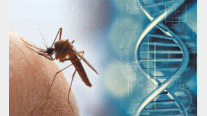 성가신 모기 ‘산아제한’으로 퇴치